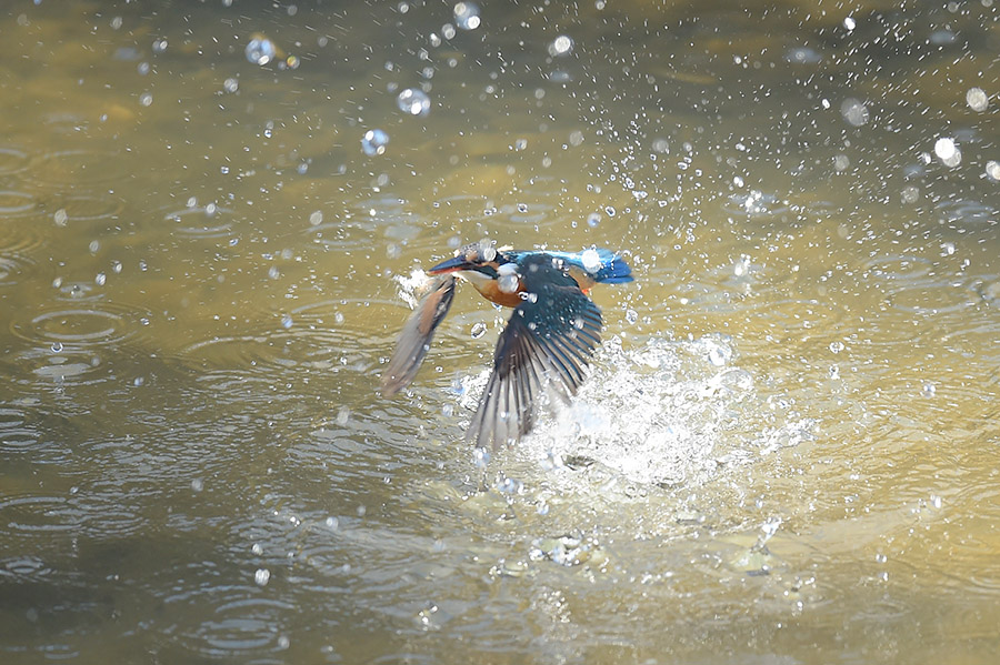 151230 雌の水物など_c0278820_17415898.jpg