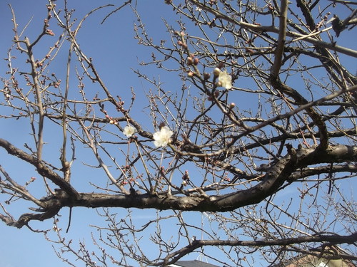 良い年をお迎えください。_b0137932_15485548.jpg