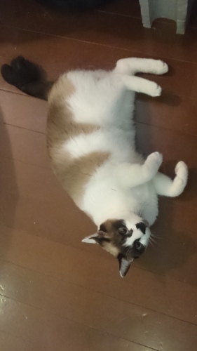 c0342535_11515460.jpeg