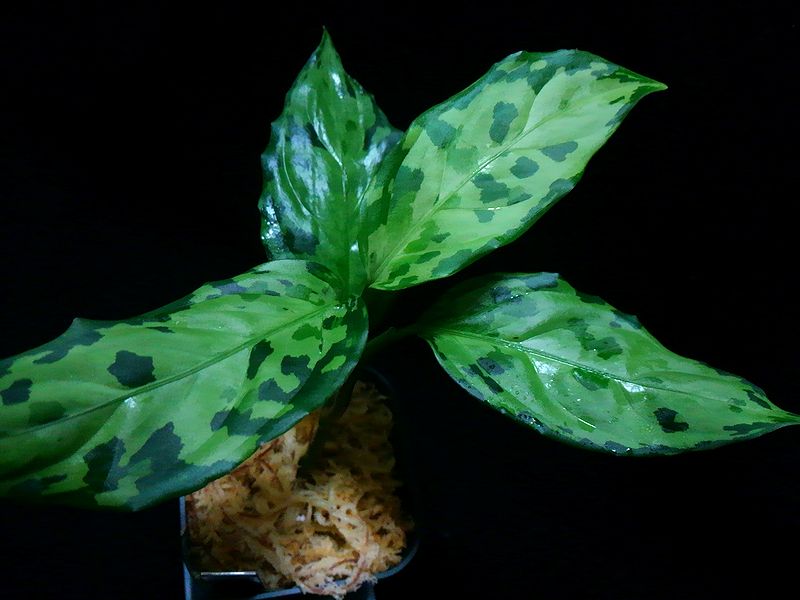 アグラオネマピクタム LA1115-01T 観葉植物