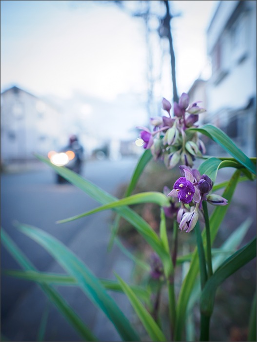 季節混合_a0161380_732464.jpg