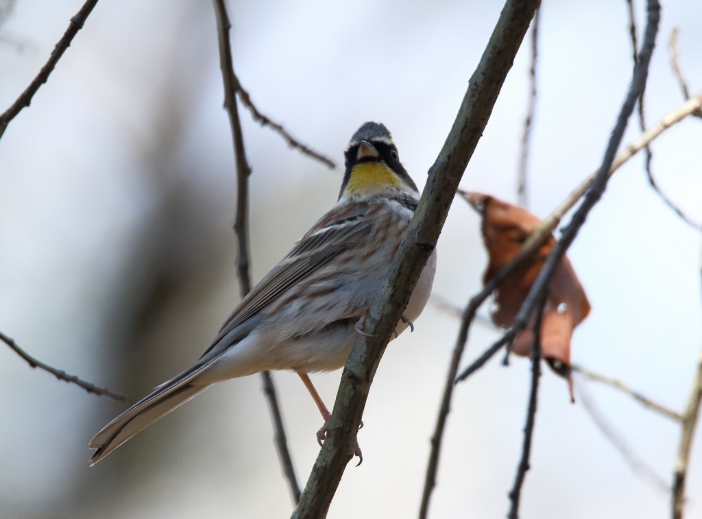 今年最後の探鳥は_e0257101_10452287.jpg