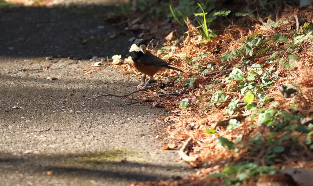 今年最後の探鳥は_e0257101_934976.jpg