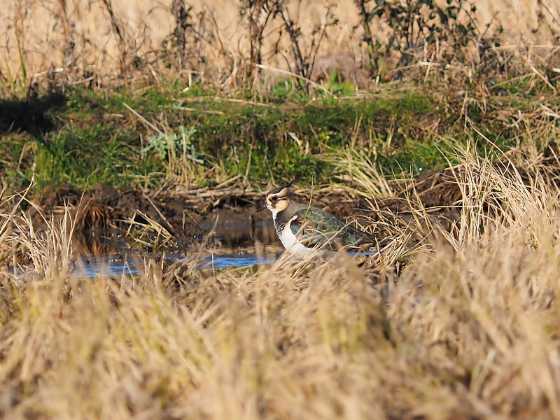 f0330321_132506.jpg