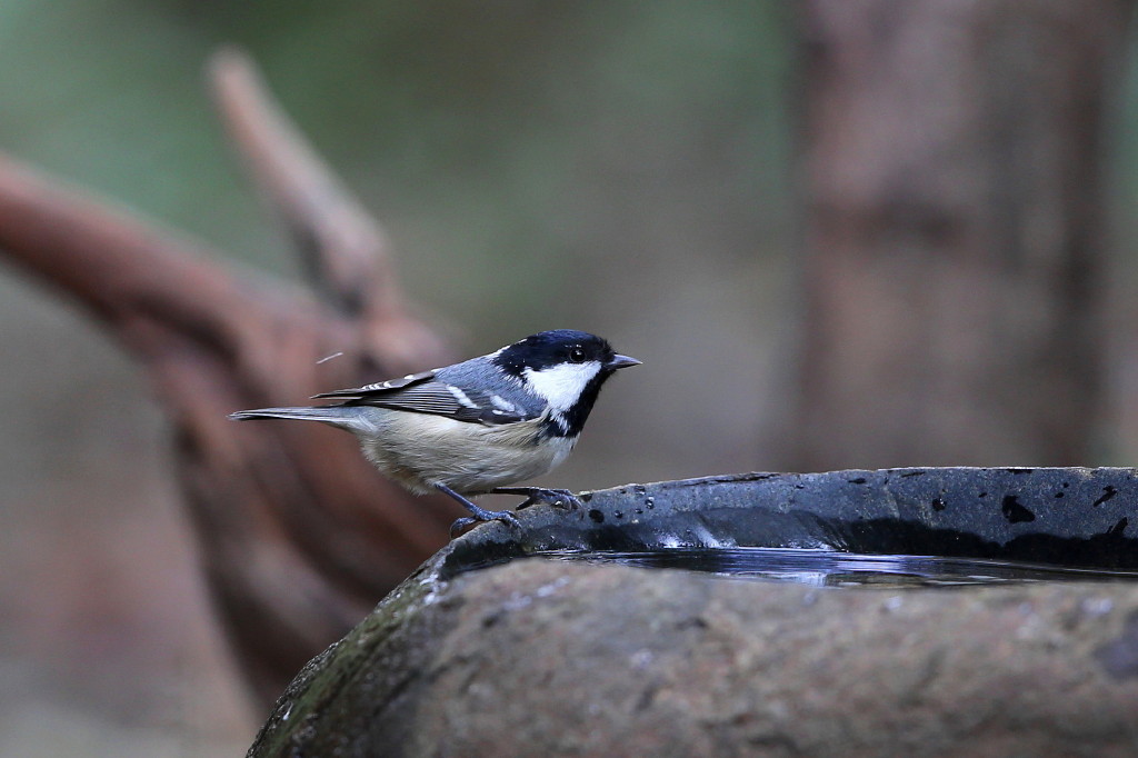 ２０１５年　思い出の鳥撮り④_b0179023_1954687.jpg