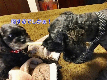 f0326925_19021897.gif