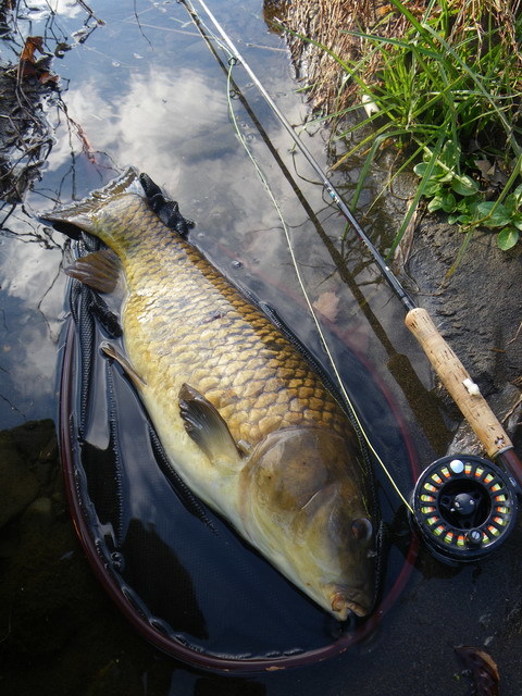 今年最後の鯉釣り！_c0202727_18273749.jpg