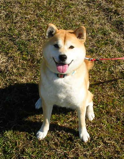 ’15,12,31(木)いく年くる年!_f0060461_10414810.jpg