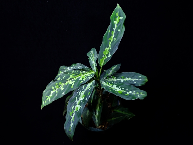 Aglaonema pictum\"toricolor\"JCS from Sumatra barat【AZ0514-6】New!_a0067578_20285211.jpg