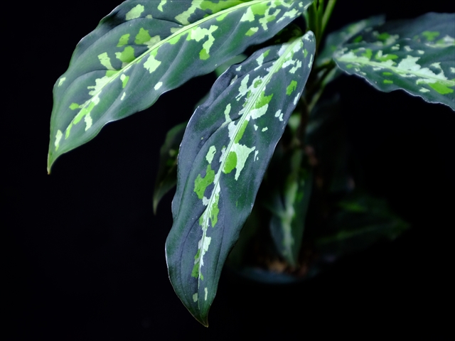 Aglaonema pictum\"toricolor\"JCS from Sumatra barat【AZ0514-6】New!_a0067578_20291298.jpg