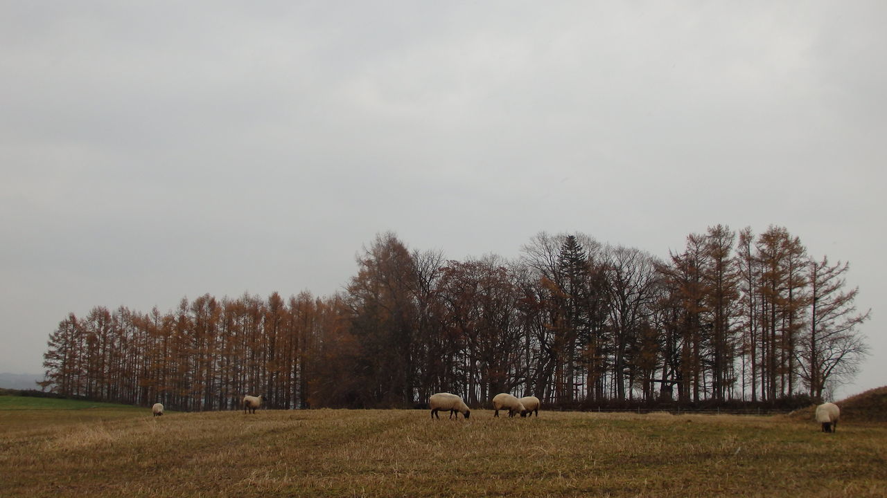 大晦日 ～ 羊の見える風景_c0332885_16231257.jpg