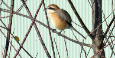 c0125501_2304696.jpg