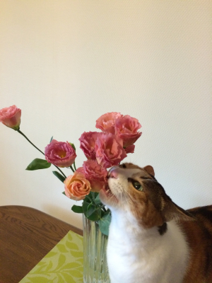 猫のいないお正月_d0260803_19083543.jpg