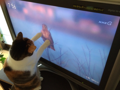 猫のいないお正月_d0260803_19103641.jpg