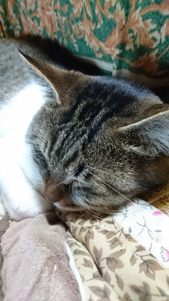 くる年2016。_b0334704_16394114.jpg