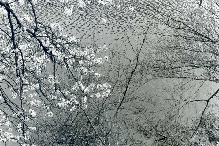 2016　桜_f0036209_17193261.jpg