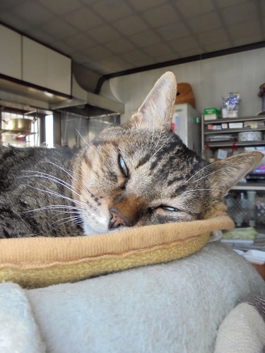あけましておめでとうございます_a0064067_12542804.jpg