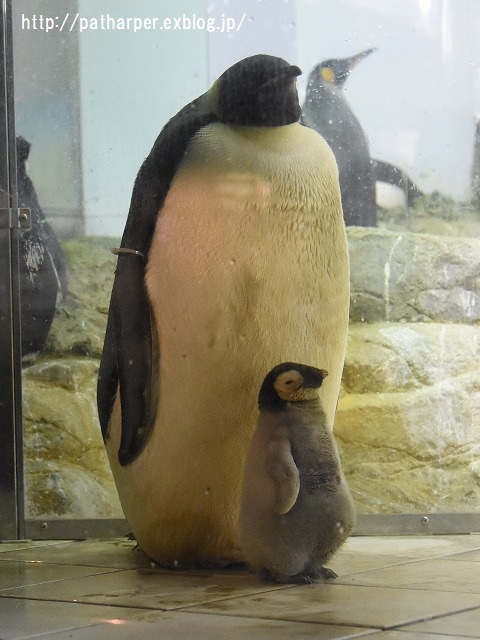 ２０１５年１１月　白浜パンダ見隊　その４　桜桃ミルクタイム_a0052986_2326428.jpg