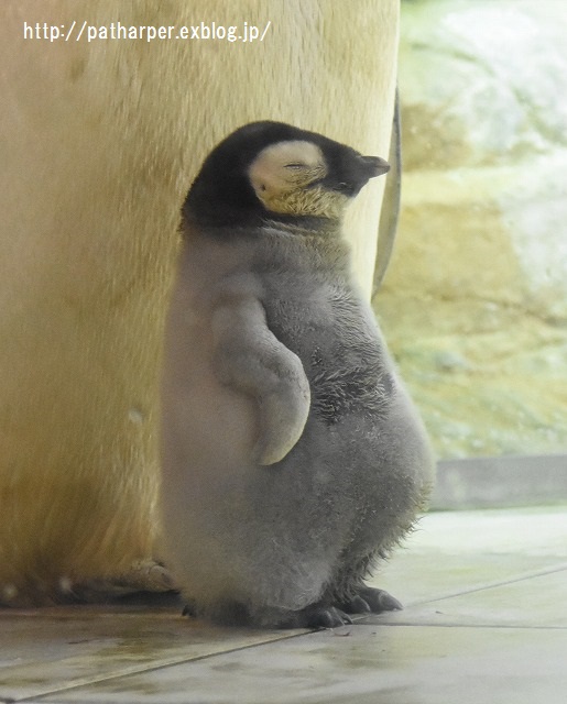 ２０１５年１１月　白浜パンダ見隊　その４　桜桃ミルクタイム_a0052986_23272579.jpg