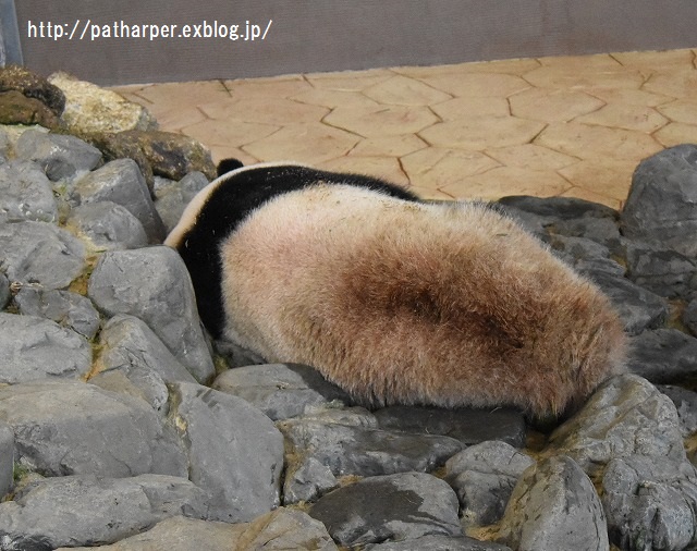 ２０１５年１１月　白浜パンダ見隊　その４　桜桃ミルクタイム_a0052986_2374782.jpg