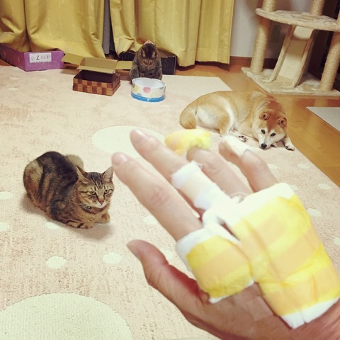 かぼす家2015年10大ニュース_a0126590_08203270.jpg