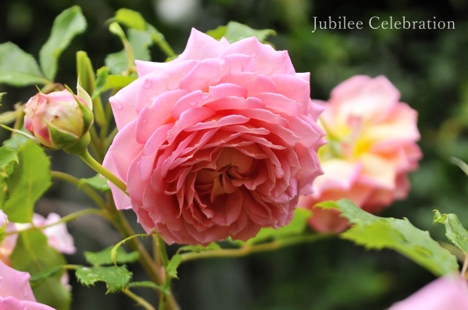 The EnglishRose　（ジュビリーセレブレーション後編）_c0365716_01241822.jpg