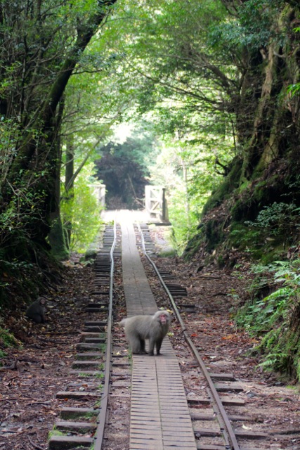 山と廃線跡歩き。_f0217617_11243568.jpg