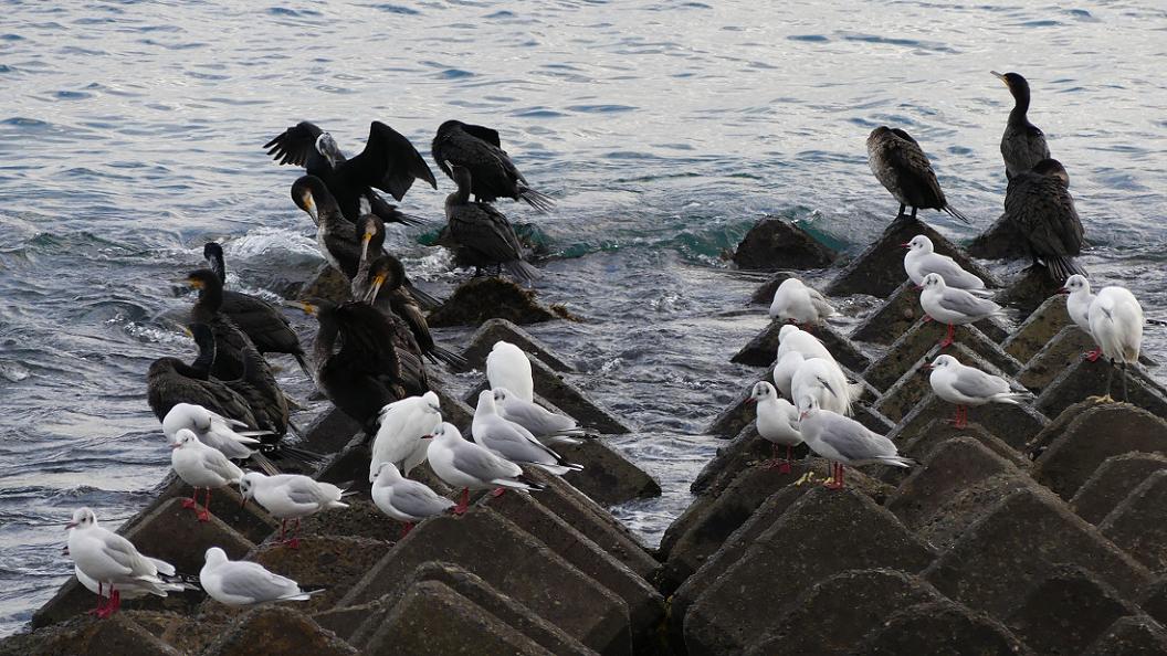 消波ブロックの鳥たち　No.7_d0039021_1843507.jpg