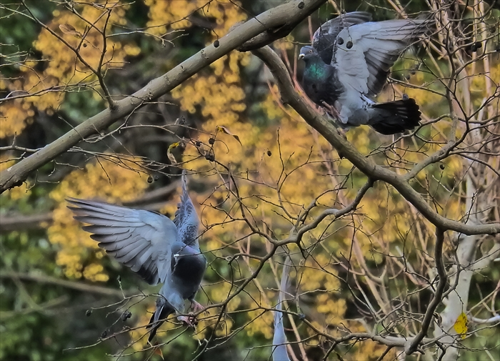 元旦の野鳥、初詣の行き帰りにて_b0242140_1813358.jpg