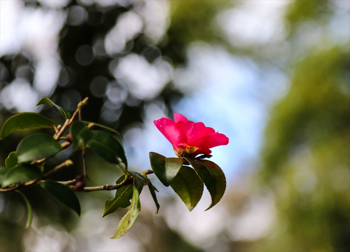 元旦の草花、初詣の行き帰りにて_b0242140_2114022.jpg