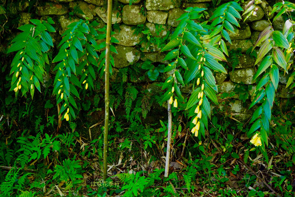 d0036450_17525566.jpg