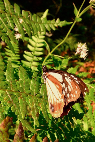 d0036450_17532812.jpg