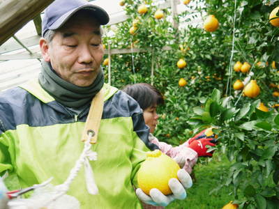 デコポン(肥後ポン) 熊本限定栽培!!樹上完熟デコポン「ひのゆたか」 数量限定で大好評発売中!! _a0254656_14223189.jpg