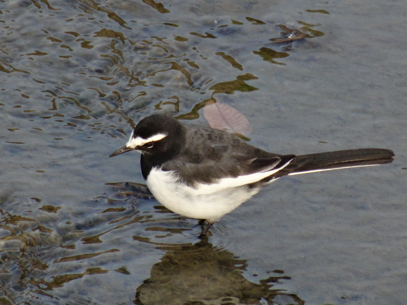 c0108460_17550781.jpg