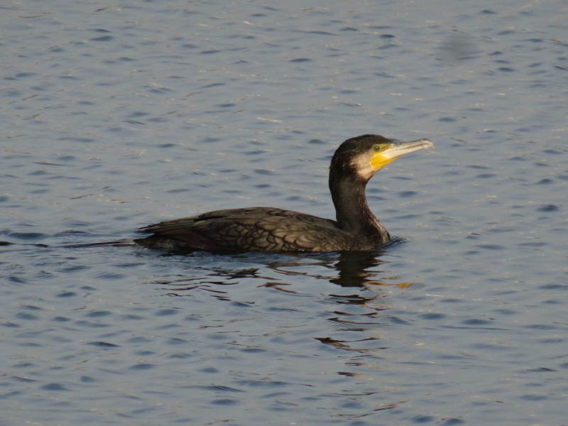 c0108460_17550877.jpg