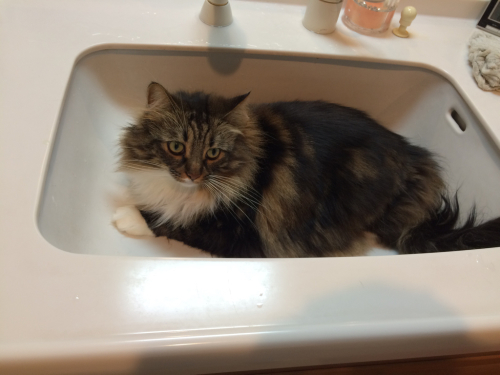 猫ってやっぱり_c0151965_11113000.jpg