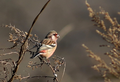 紅い鳥ベニマシコと我が家のリス２匹_d0262476_629597.jpg