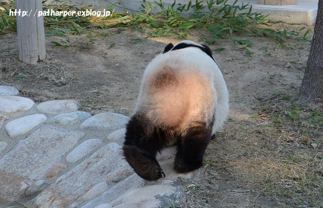 ２０１５年１２月　王子動物園　その１_a0052986_16501689.jpg