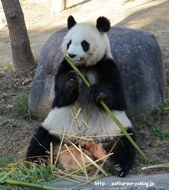 ２０１５年１２月　王子動物園　その１_a0052986_1735666.jpg