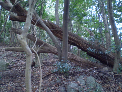 a0135990_2147220.jpg