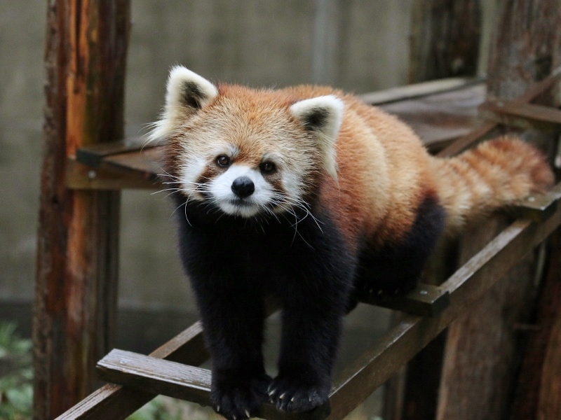 ２年ぶりのとくしま動物園_a0306502_1129030.jpg