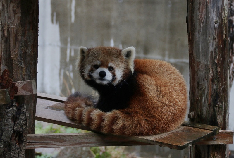 ２年ぶりのとくしま動物園_a0306502_9412124.jpg