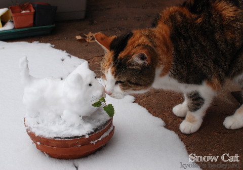 Sandy、ゆきねこに出会う_b0253205_02202203.jpg