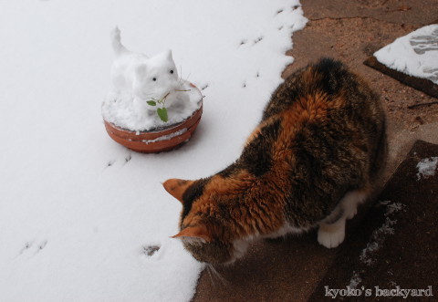 Sandy、ゆきねこに出会う_b0253205_02213837.jpg