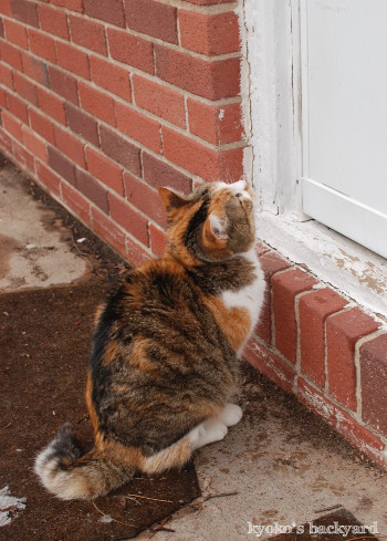 Sandy、ゆきねこに出会う_b0253205_02220158.jpg