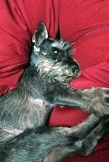 e0020214_13454676.gif