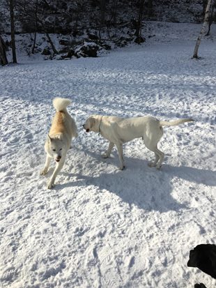 スキー旅行（１回目・・・④）・コーク、初！旅行♪_c0114121_17451556.jpg