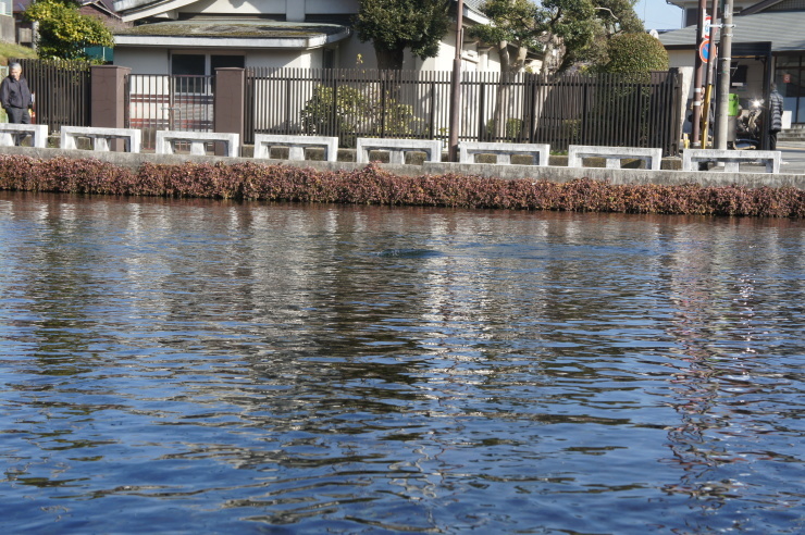 ～The first event･･･浅間神社に初詣に_d0257922_17452932.jpg