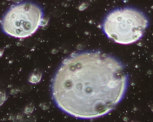 c0331825_14590641.png