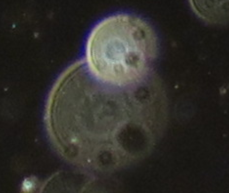 c0331825_15151409.png